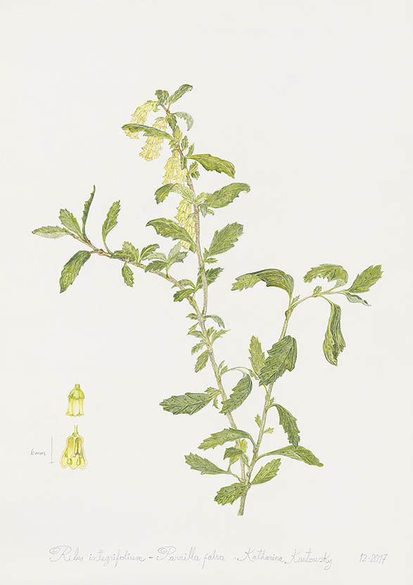 figura 7